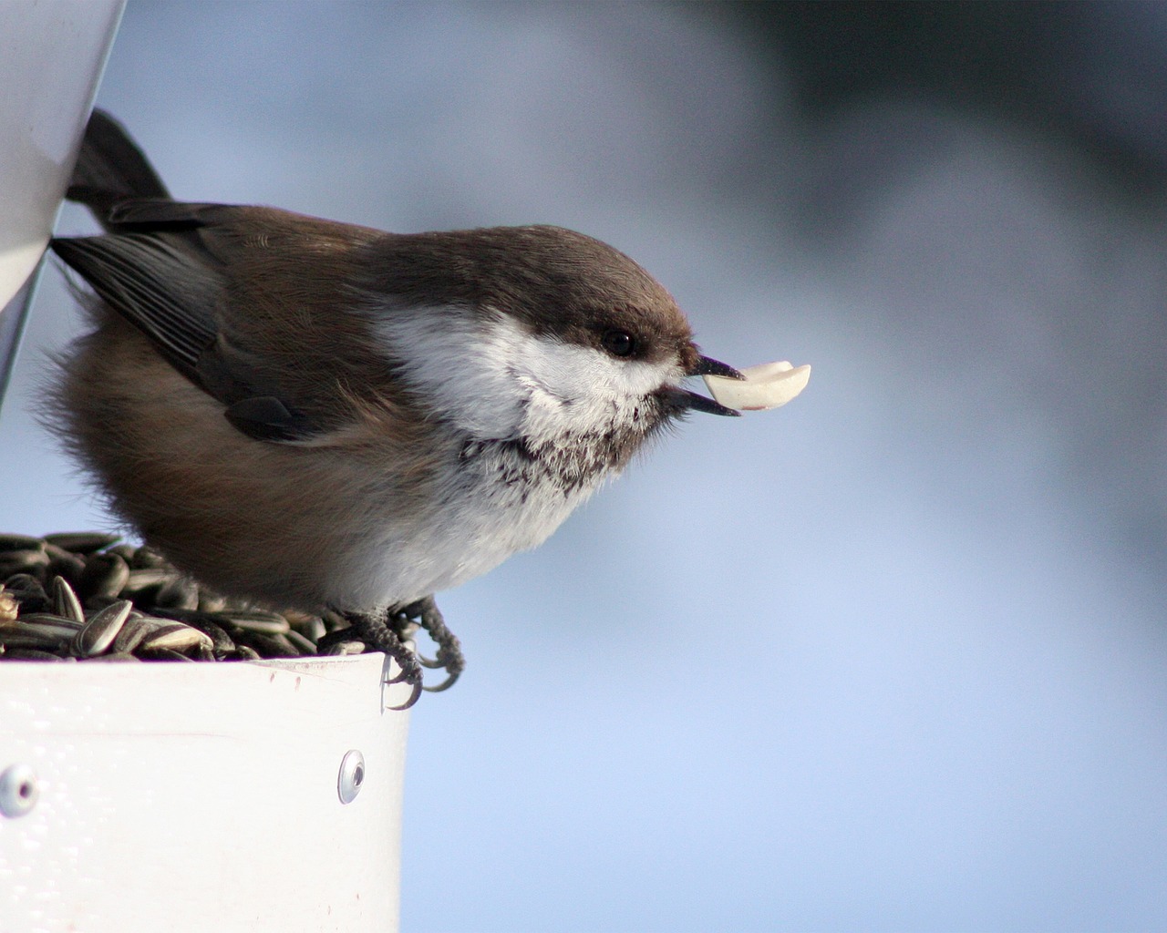 Chickadee, Juodos Spalvos, Šunys, Paukštis, Sibiro Kalnas, Poecile, Cinctus, Kittila, Laukinė Gamta, Gamta