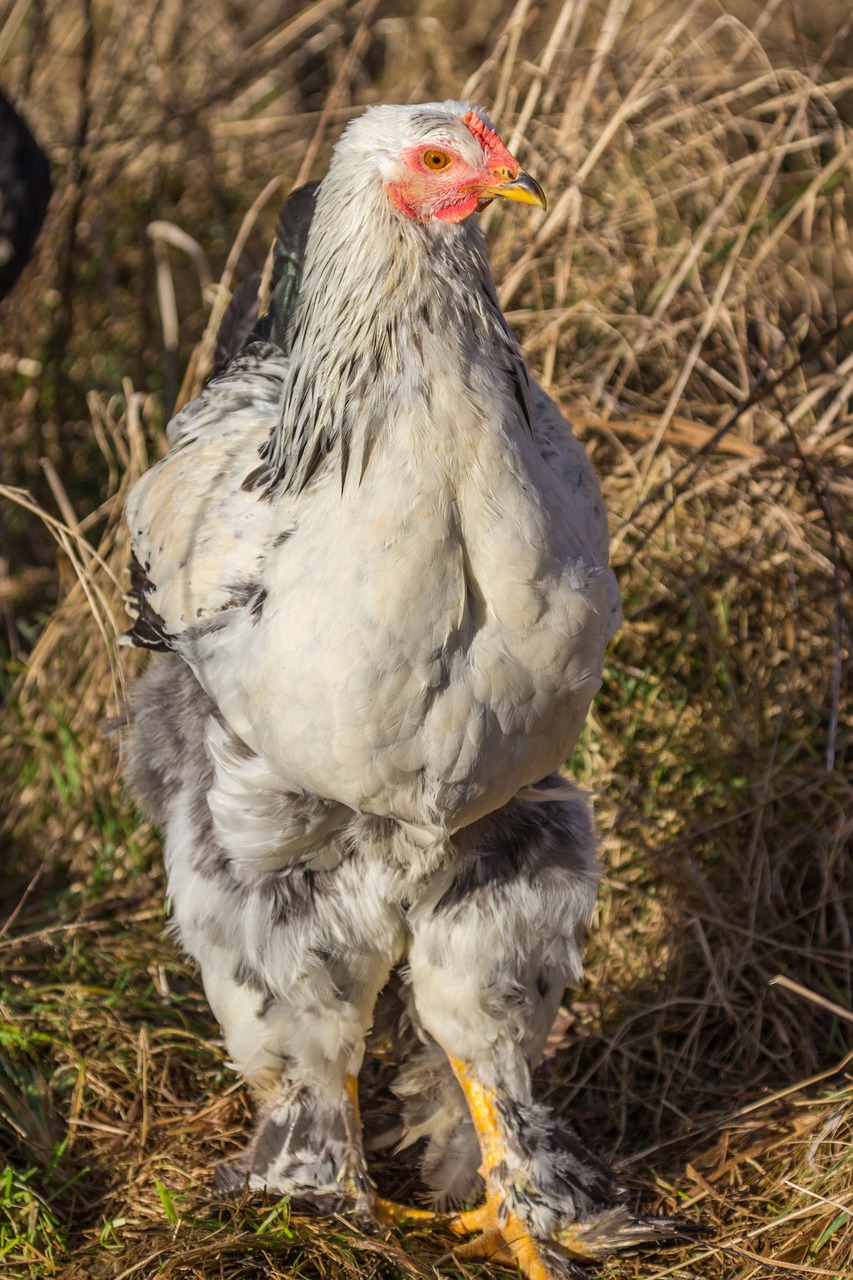 Vištiena, Veislinė Vištiena, Paukštis, Žemdirbystė, Sąskaitą, Naminiai Paukščiai, Ūkis, Gyvulininkystė, Gyvūnas, Laukinės Gamtos Fotografija