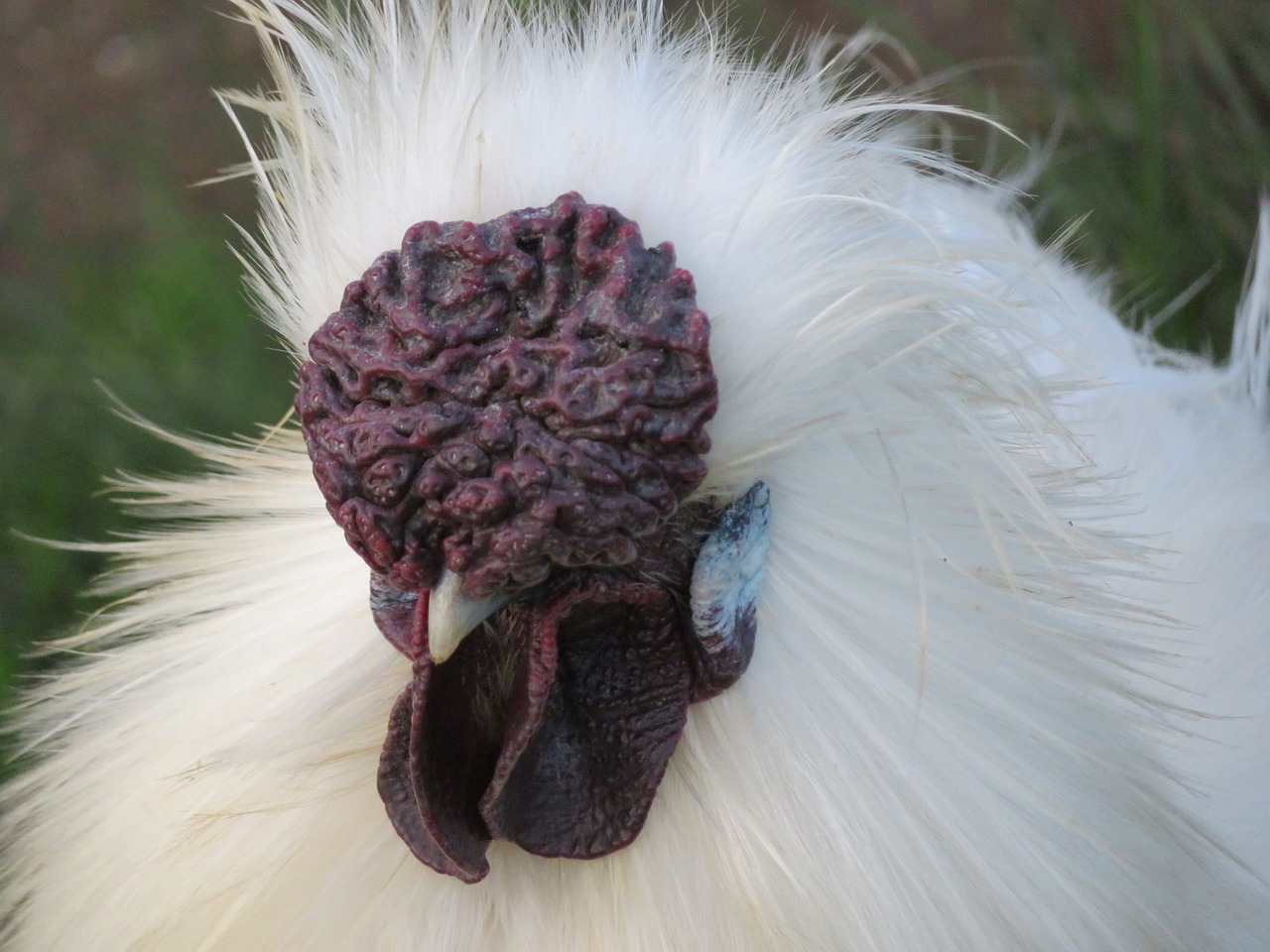 Vištiena, Silkie, Gaidys, Naminiai Paukščiai, Paukštis, Gyvūnas, Šilkinis, Balta, Bantam, Mielas