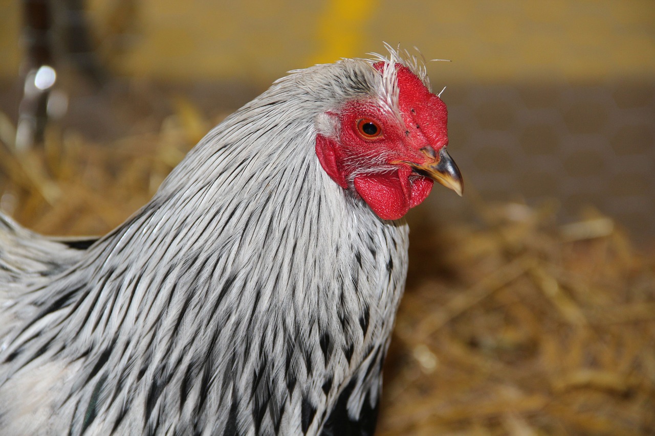 Vištiena, Višta, Žiauną, Nemokamos Nuotraukos,  Nemokama Licenzija