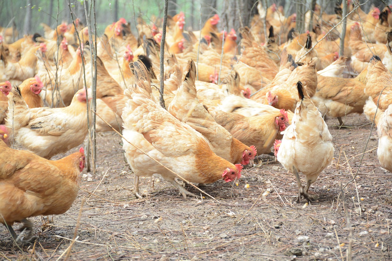 Vištiena, Miško Gyvulininkystė, Nemokamos Nuotraukos,  Nemokama Licenzija