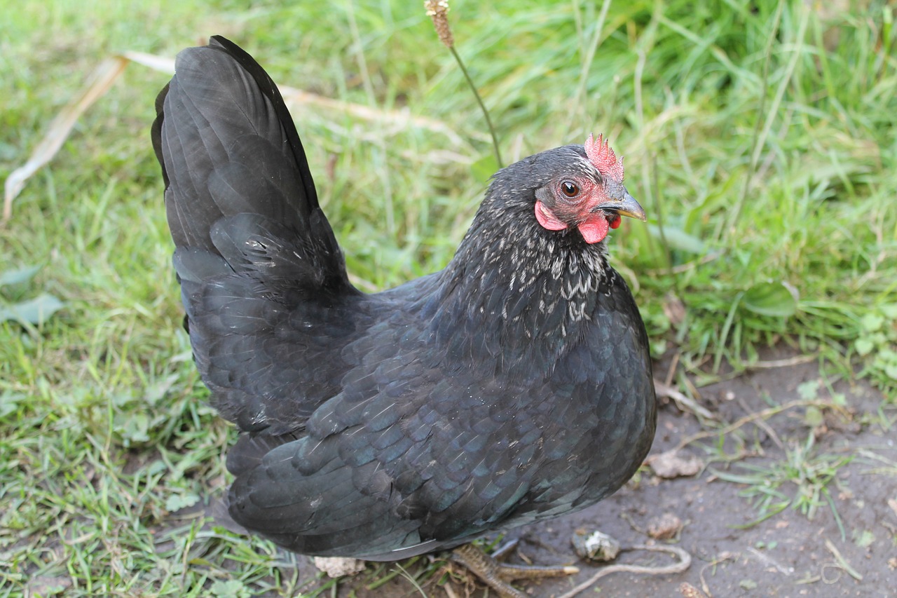 Vištiena, Bantam, Juoda, Patikimas, Gyvūnai, Naminiai Paukščiai, Veisimo Geflüegel, Paprastoji Vištiena, Gyvūnai Iš Ūkio, Kiaušinių Mašina