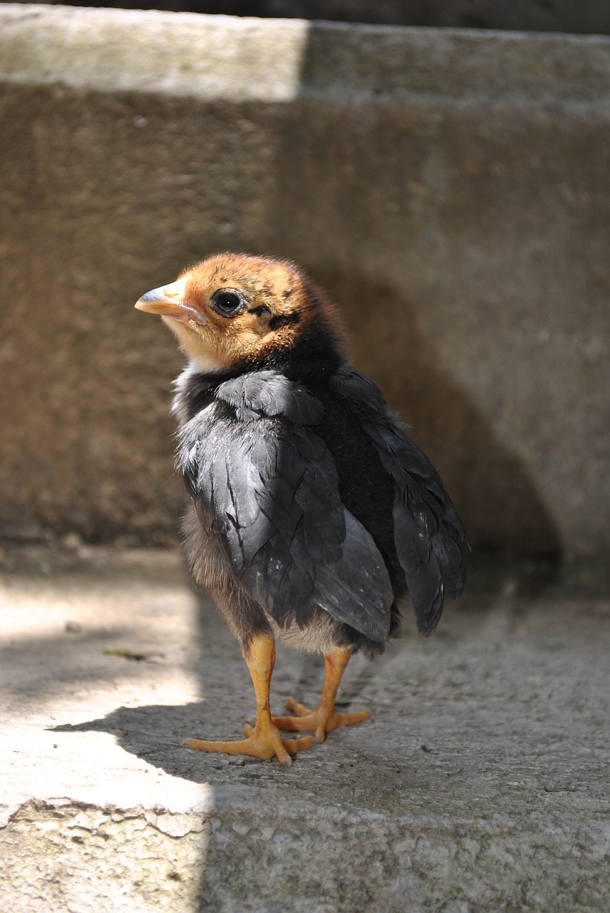 Vištiena, Viščiukas, Gallo, Nemokamos Nuotraukos,  Nemokama Licenzija