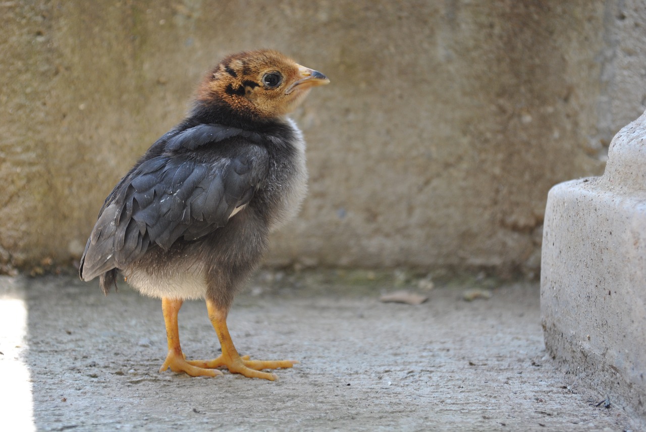 Vištiena, Viščiukas, Gallo, Nemokamos Nuotraukos,  Nemokama Licenzija