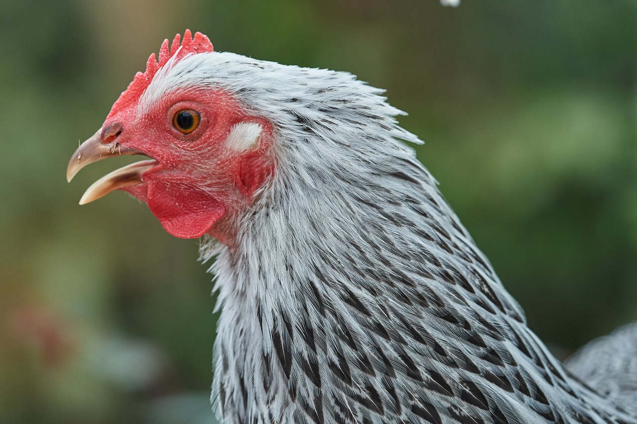 Vištienos,  Galva,  Ūkis,  Girgsėti,  Kiaušinis, Nemokamos Nuotraukos,  Nemokama Licenzija