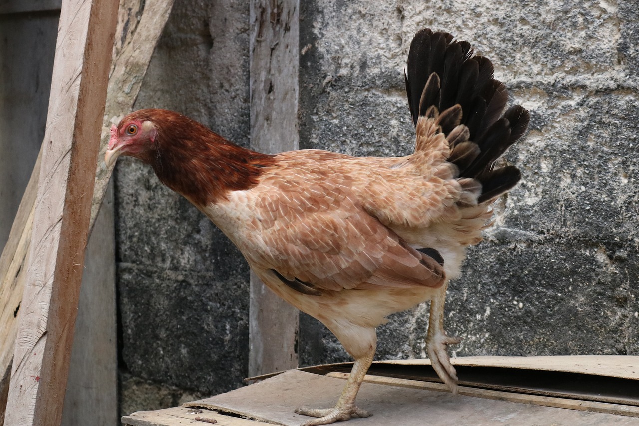 Vištienos,  Višta,  Gyvūnas,  Naminių Paukščių,  Ūkis,  Vidaus,  Kaimo,  Pobūdį,  Gyvulininkystė,  Gaidys