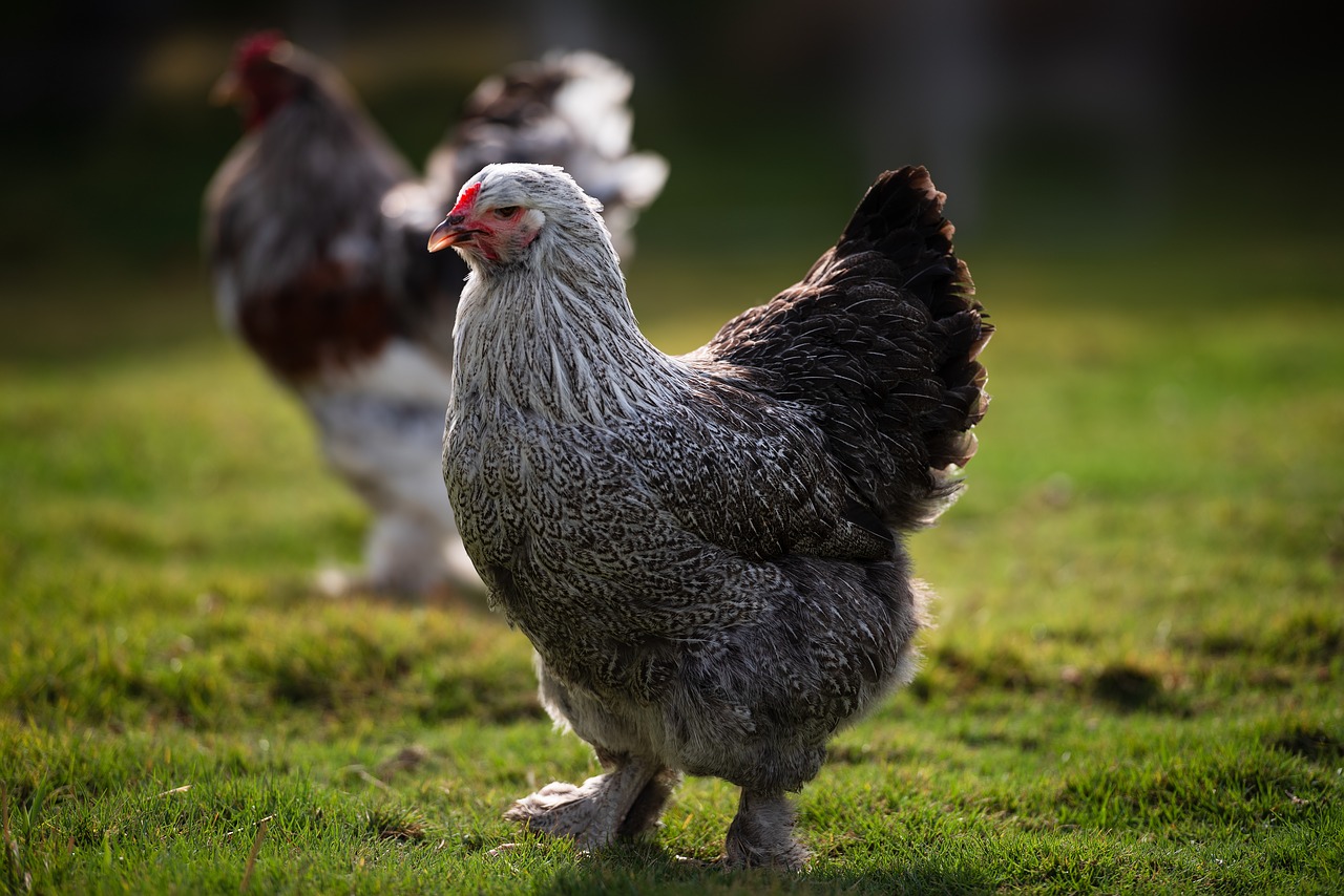 Vištienos,  Gaidys,  Brahma,  Plunksnų,  Vištų Viščiuko Natūralūs,  Ūkis, Nemokamos Nuotraukos,  Nemokama Licenzija