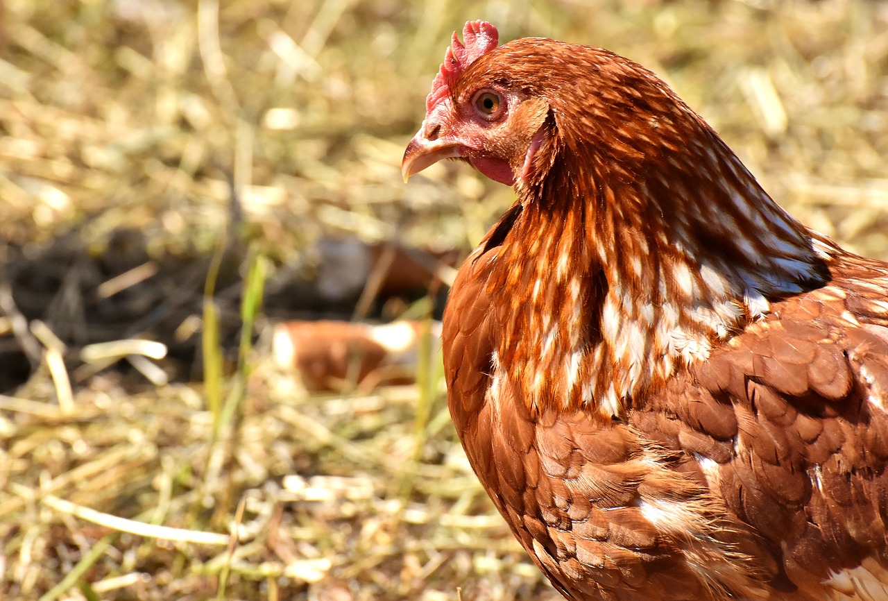 Vištienos,  Naminių Paukščių,  Plunksnos,  Plunksna,  Fermos Gyvūnas,  Gyvūnijos Pasaulyje,  Gyvūnų Fotografijos, Nemokamos Nuotraukos,  Nemokama Licenzija