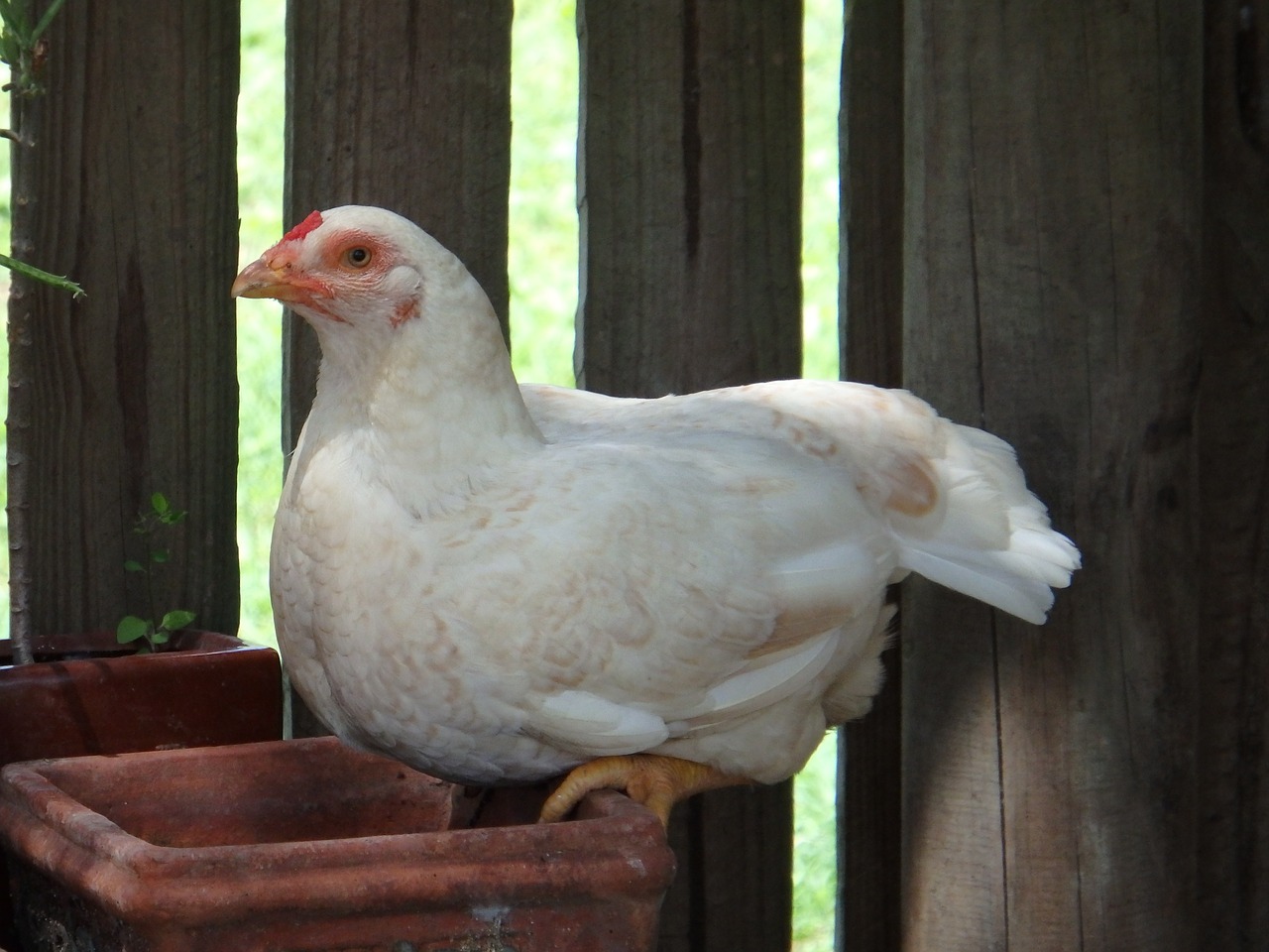 Vištiena, Višta, Chook, Ūkis, Paukštis, Naminiai Paukščiai, Gyvūnas, Ūkininkavimas, Gamta, Gyvuliai