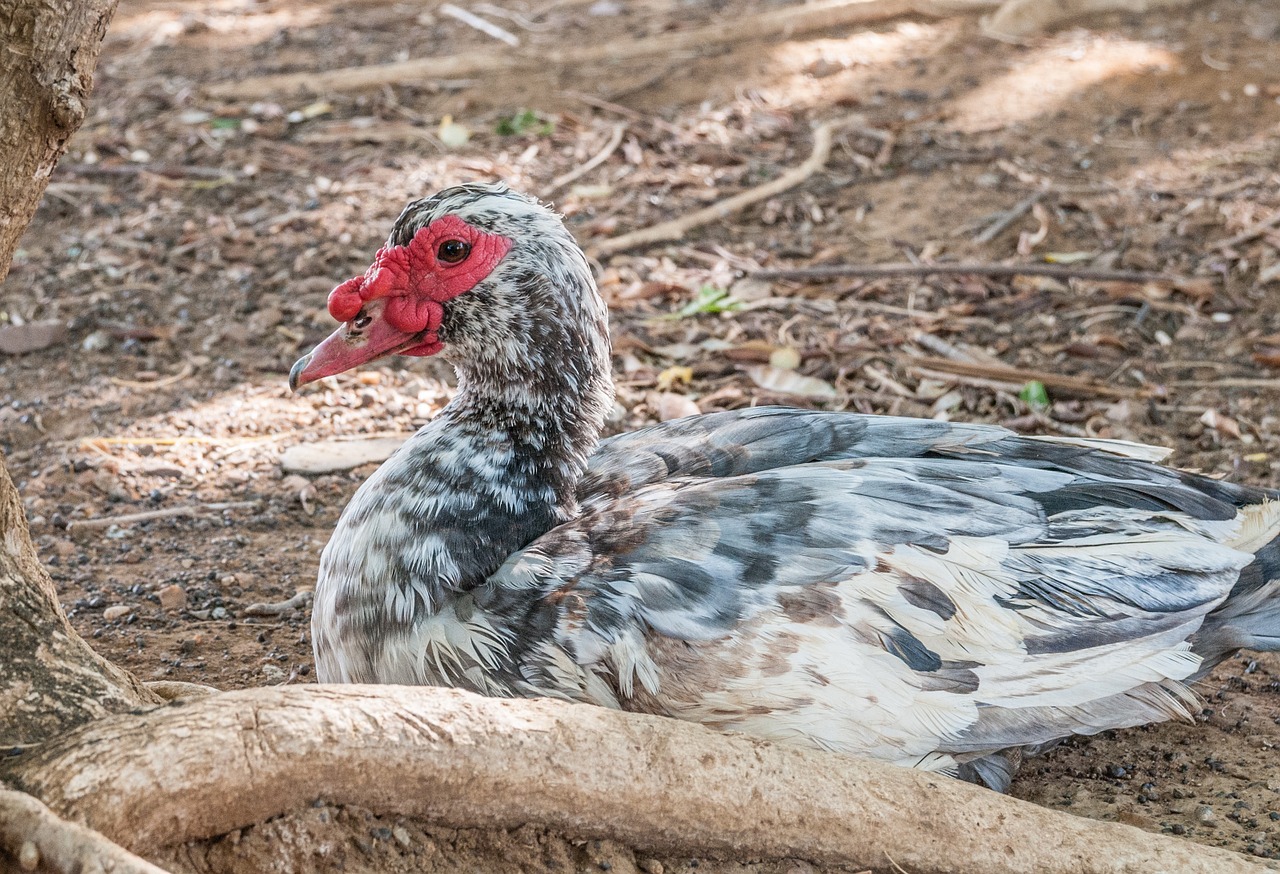 Vištiena, Gyvūnas, Paukštis, Laukinė Gamta, Fauna, Sėdi, Vidaus, Nemokamos Nuotraukos,  Nemokama Licenzija