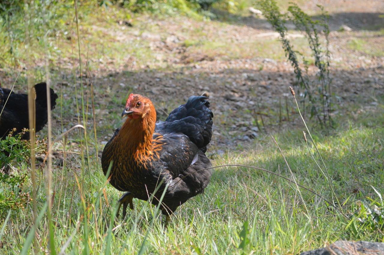 Vištiena, Vaikščioti, Vištienos Ūkis, Lauke, Ekologiškas, Galinis Kiemas, Paukštis, Maistas, Paukštynas, Kaimas