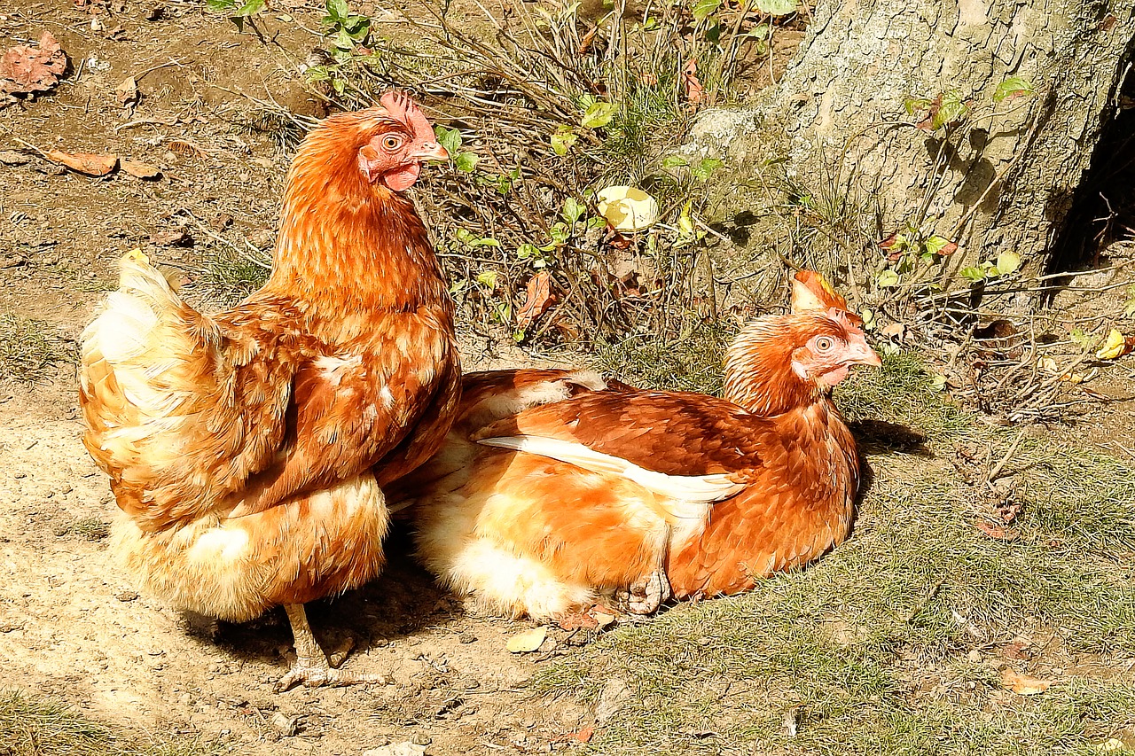 Viščiukai, Vištiena, Poilsis, Naminiai Paukščiai, Gyvuliai, Vidurdienio Saulė, Gyvūnas, Laukinės Gamtos Fotografija, Nemokamos Nuotraukos,  Nemokama Licenzija