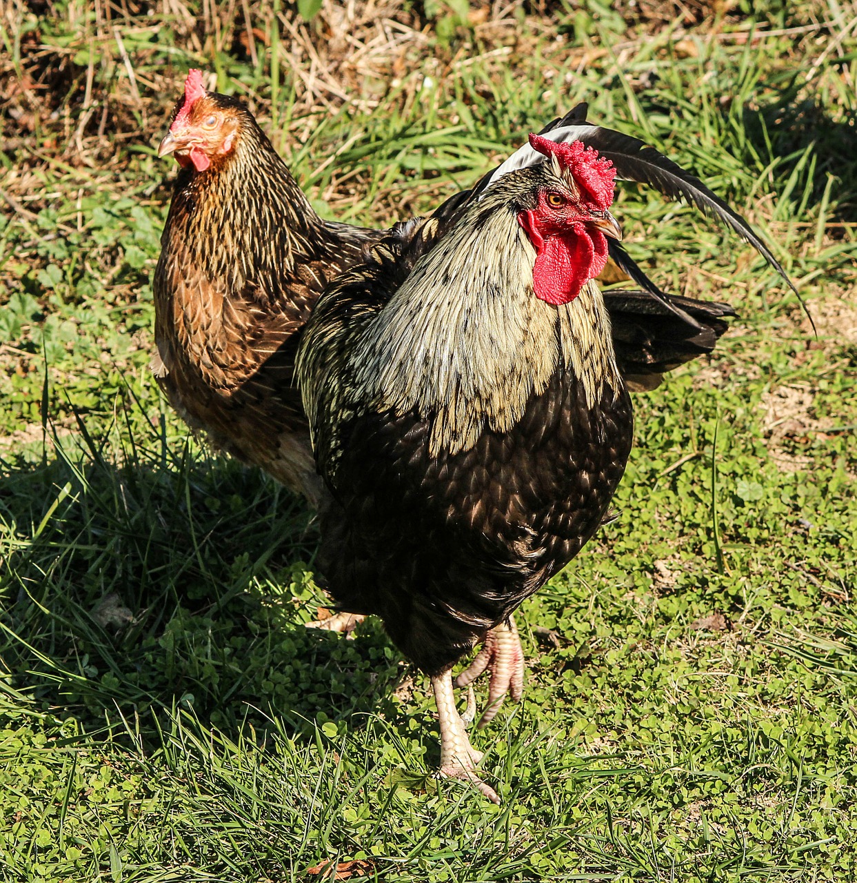 Viščiukai, Gaidys, Gaidys, Paukščiai, Višta, Ūkiai, Žolės, Žalias, Žemes, Du Paukščiai