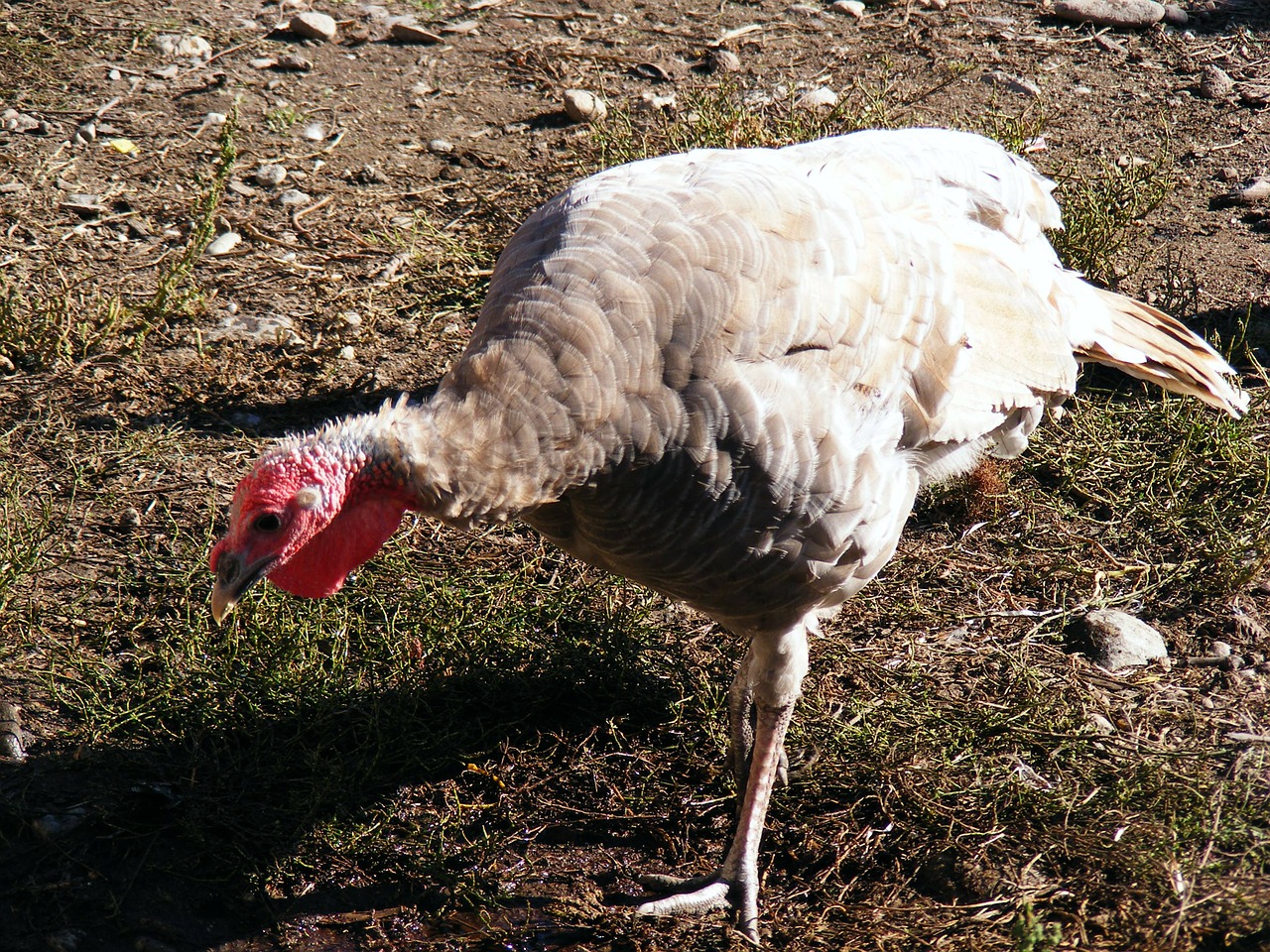 Viščiukai, Vištos, Naminiai Paukščiai, Paukščiai, Gyvuliai, Balta, Plunksnos, Laukinė Gamta, Maitinimas, Valgymas