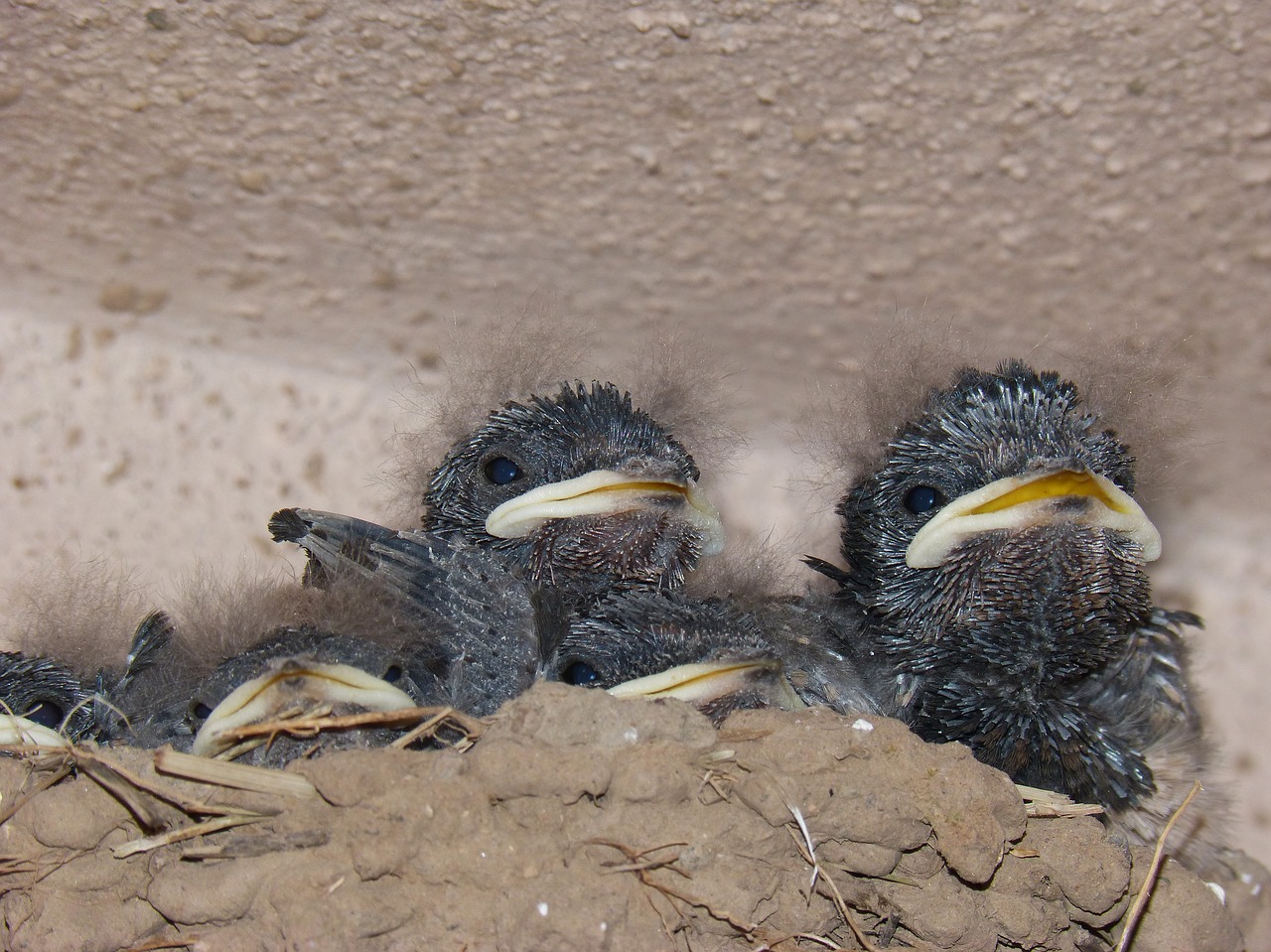 Viščiukai, Paukščiai, Lizdas, Lazdelės, Hirundo Rustica, Mažas Paukštelis, Veisimas, Nemokamos Nuotraukos,  Nemokama Licenzija