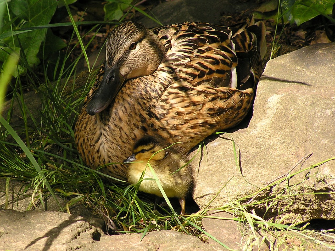 Viščiukai, Antis, Ducky, Vandens Paukštis, Vandens Paukščiai, Mielas, Ančių Šeima, Šeima, Jaunas, Meletas