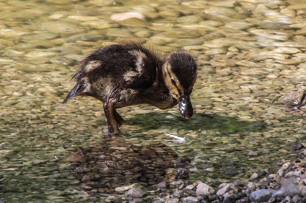 Viščiukai, Vištiena, Ducky, Antis, Paukštis, Gyvūnas, Plunksna, Akys, Gamta, Atrodo