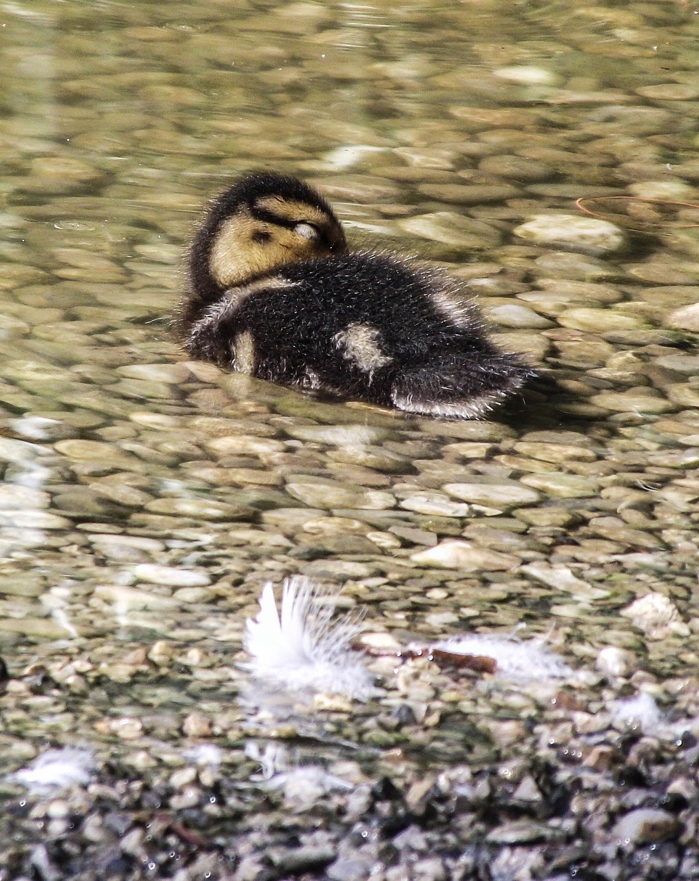 Viščiukai, Vištiena, Ducky, Antis, Paukštis, Gyvūnas, Plunksna, Akys, Gamta, Atrodo