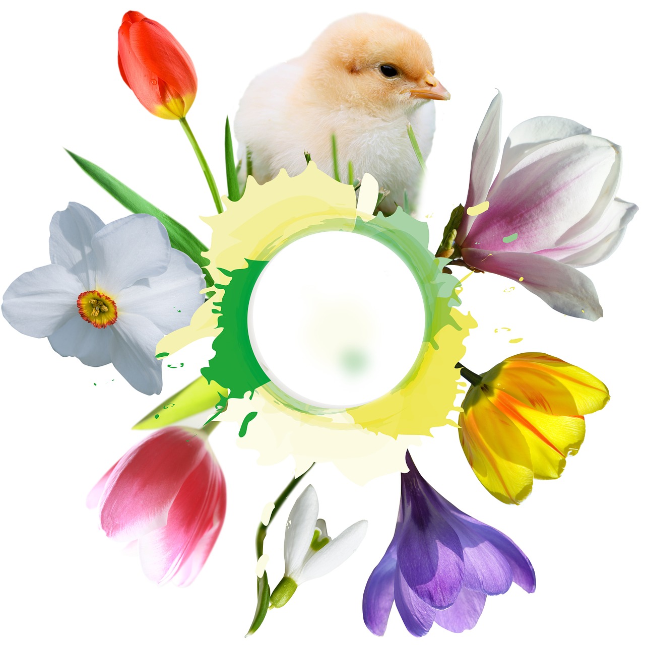 Viščiukai, Pavasaris, Frühlingsanfang, Pavasario Pabudimas, Velykos, Gėlė, Tulpė, Crocus, Magnolija, Narcizas