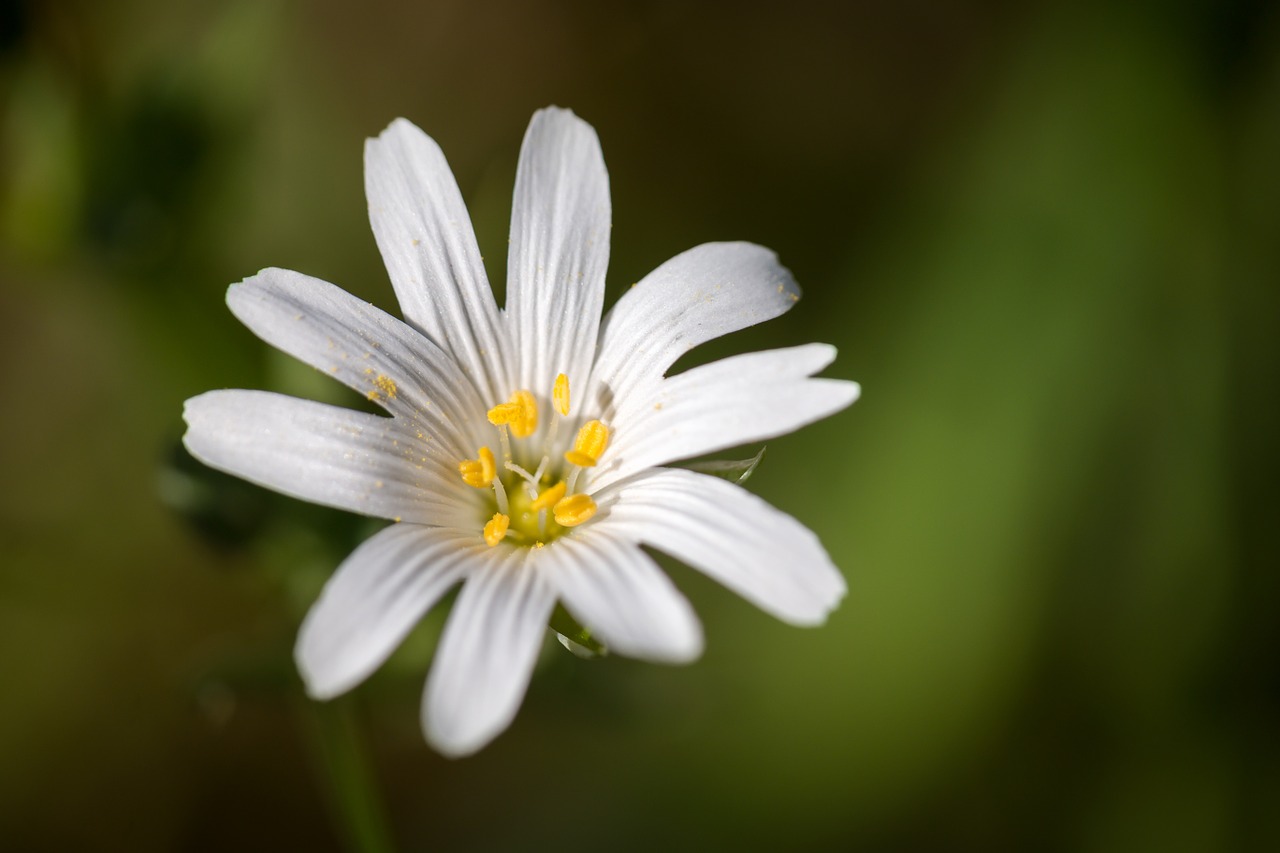 Chickweed, Žiedas, Žydėti, Žydėti, Balta, Laukinis Augalas, Laukinė Gėlė, Pavasaris, Nemokamos Nuotraukos,  Nemokama Licenzija