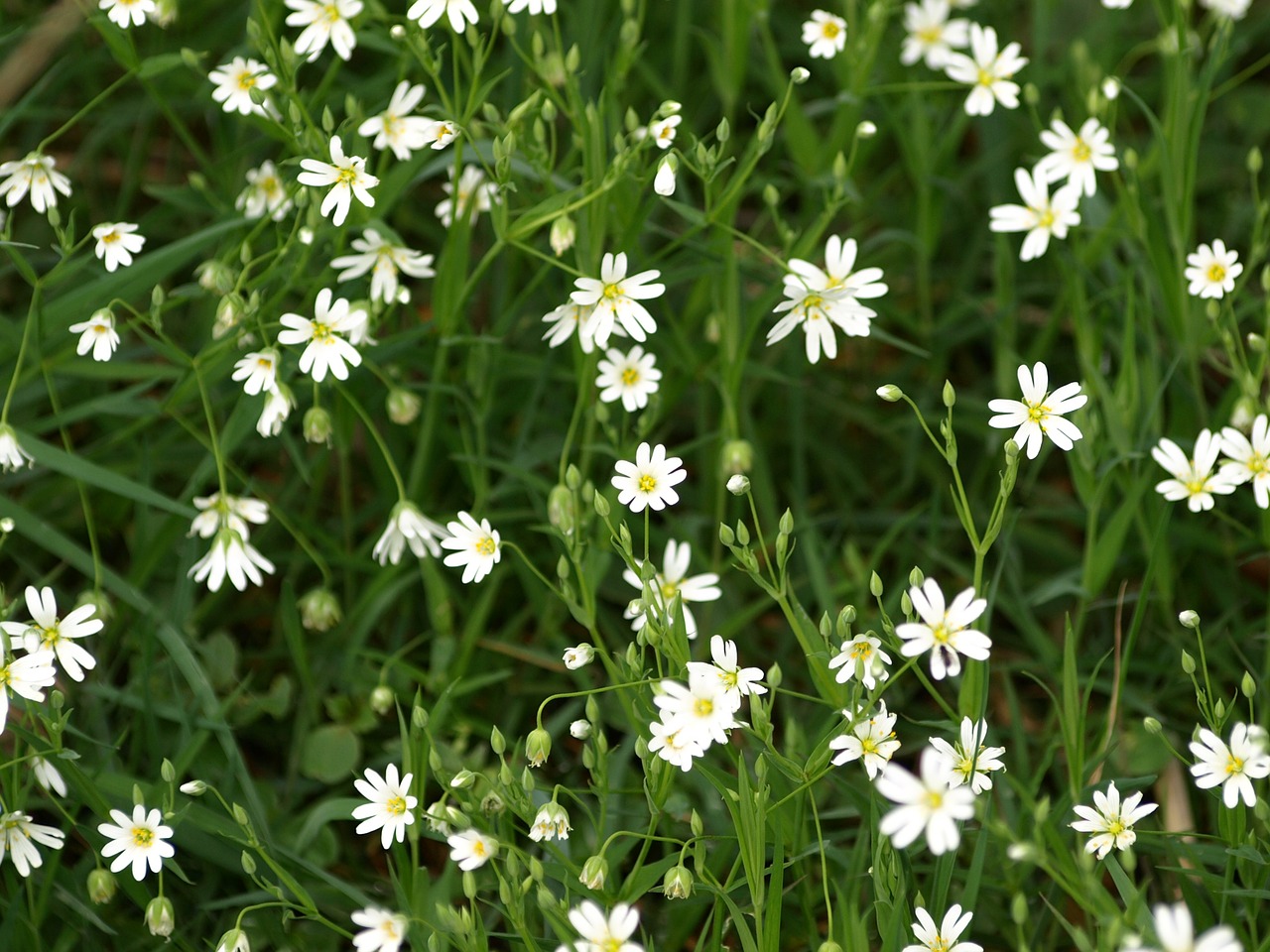 Chickweed, Balta, Augalas, Gėlė, Žydėti, Pavasaris, Laukinė Gėlė, Nemokamos Nuotraukos,  Nemokama Licenzija