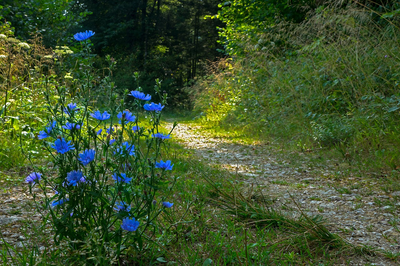 Cikorijos,  Toli,  Takas,  Žiedas,  Žydi,  Gėlė,  Pakelė,  Laukinių Gėlių, Nemokamos Nuotraukos,  Nemokama Licenzija