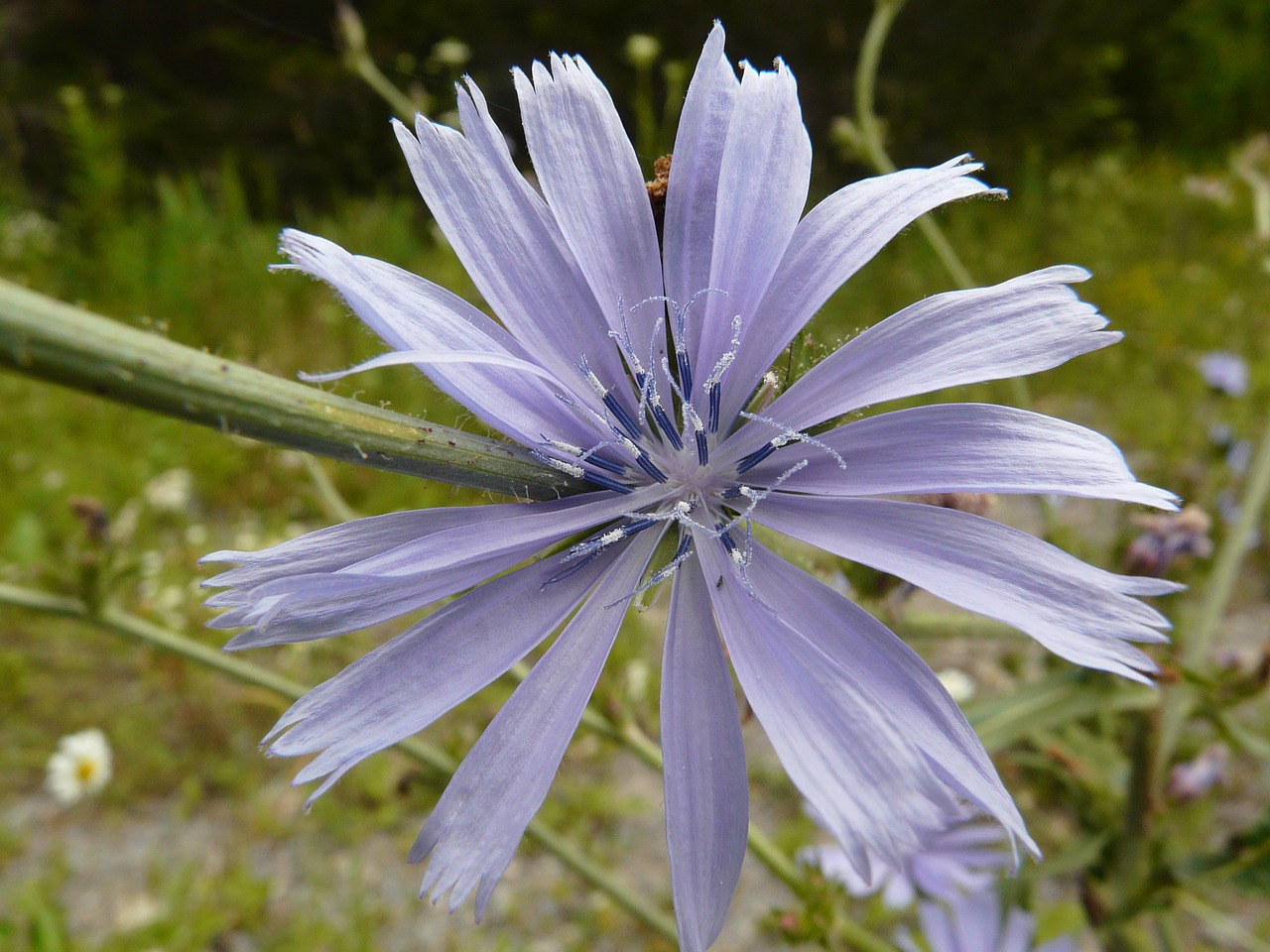 Cikorija, Laukinė Gėlė, Laukiniai, Gėlė, Mėlynas, Gamta, Flora, Augalas, Bendras, Žiedlapis