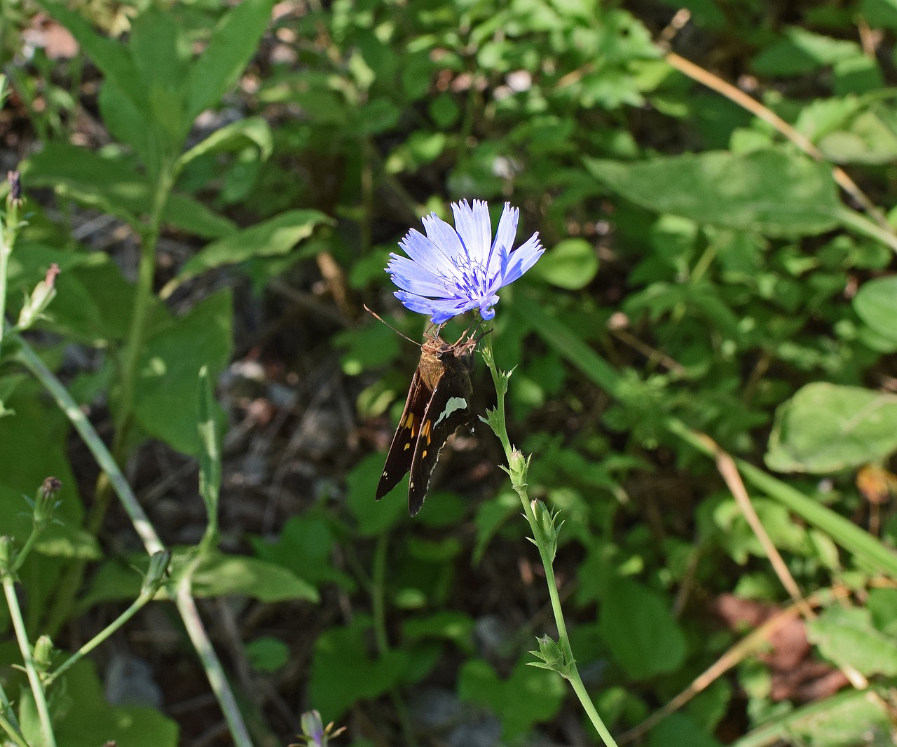 Trūkažolė Su Sidabru Pažymėtu Kapitonu, Drugelis, Kapitonas, Vabzdys, Apdulkintojas, Gyvūnas, Gėlė, Žiedas, Žydėti, Wildflower