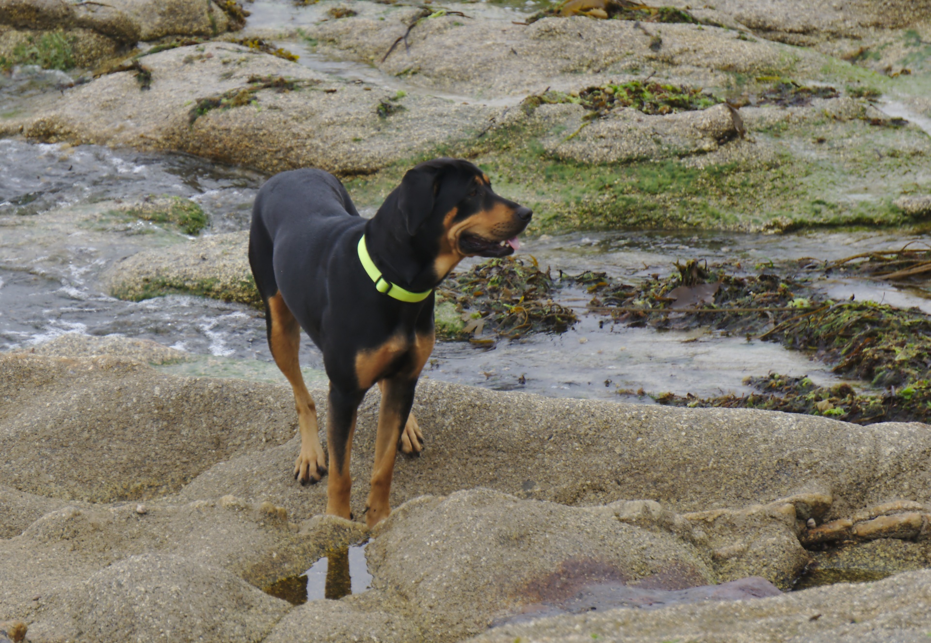 Šuo,  Gyvūnas,  Šunys,  Juoda,  Naminis Gyvūnėlis,  Sargas Veislė,  Kilmės,  Vidaus,  Šunų Veislė Beauceron, Nemokamos Nuotraukos