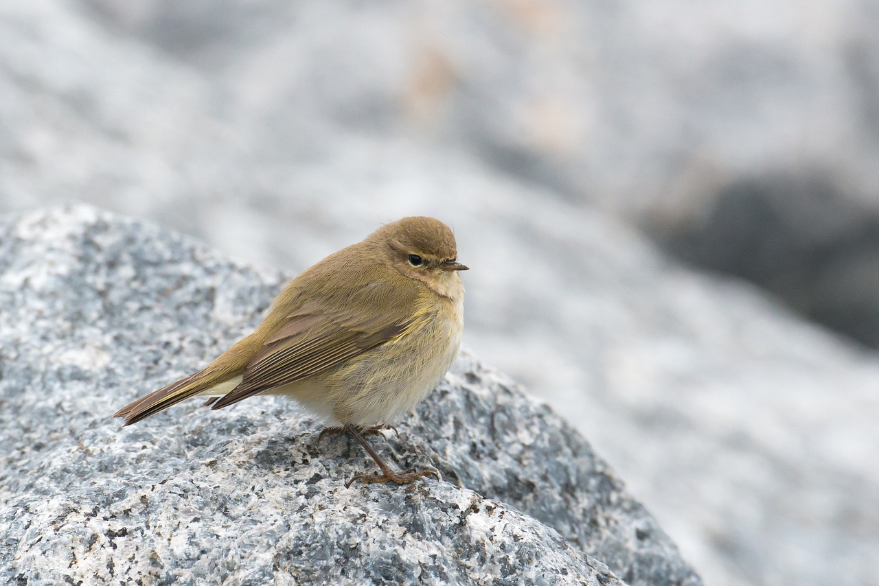 Chiffhaff, Paukštis, Gluosniai Gobtuvėlis, Phylloscopus Collybita, Helgolandas, Giesmininkas, Migruojanti Paukštis, Mažas, Possierlich, Gamta