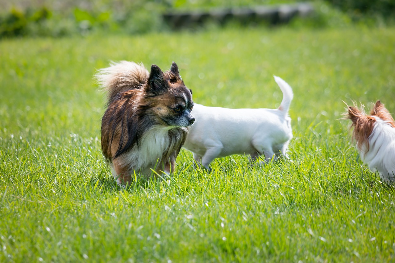 Chihuahua, Šuo, Chiwawa, Mažas, Mažas Šuo, Naminis Gyvūnėlis, Gyvūnas, Gyvūnų Portretas, Mielas, Saldus