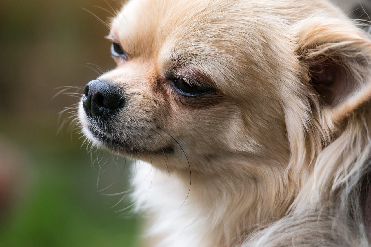 Chihuahua, Šuo, Chiwawa, Mažas, Mažas Šuo, Naminis Gyvūnėlis, Gyvūnas, Gyvūnų Portretas, Mielas, Saldus