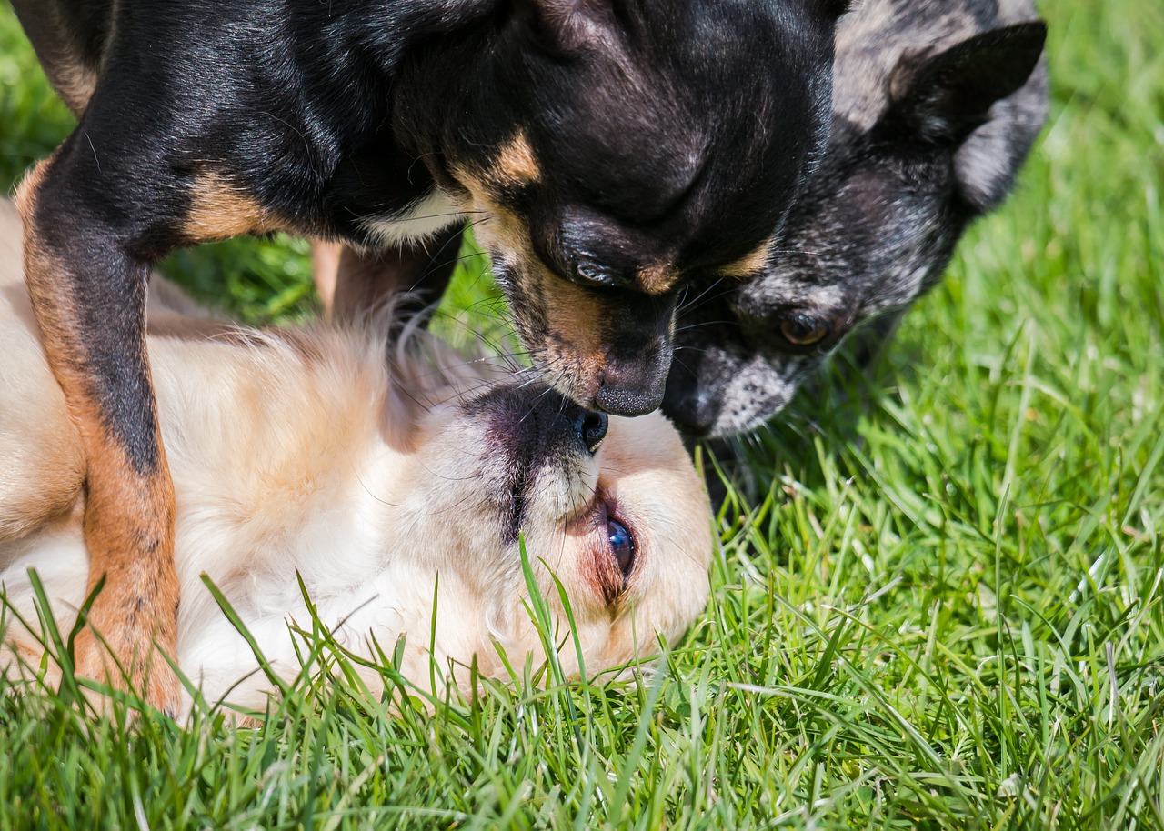 Chihuahua, Šuo, Chiwawa, Žaisti, Mažas, Mažas Šuo, Naminis Gyvūnėlis, Gyvūnas, Gyvūnų Portretas, Mielas