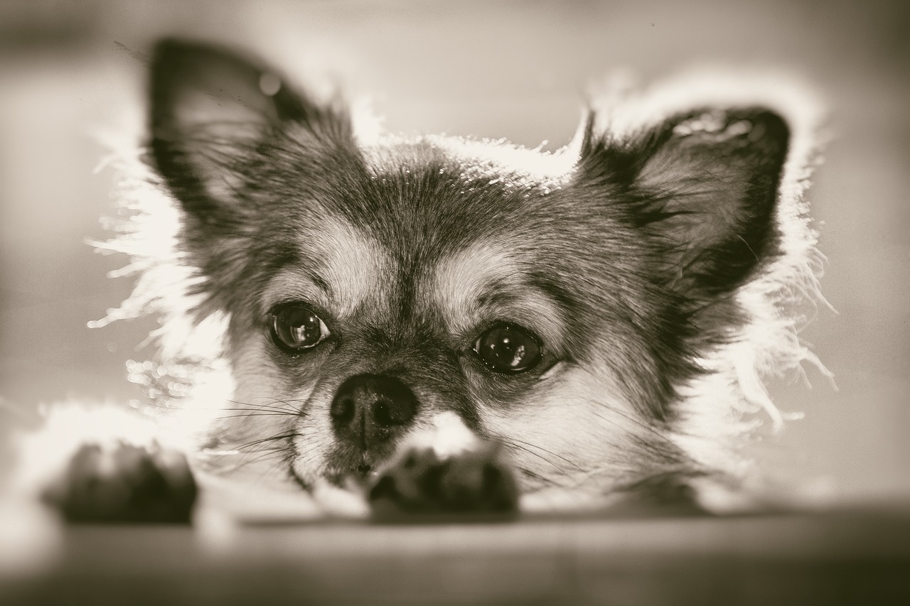 Chihuahua, Įdomu, Naminis Gyvūnėlis, Šuo, Mažas, Veidas, Gyvūnų Portretas, Mažas Šuo, Galva, Mielas