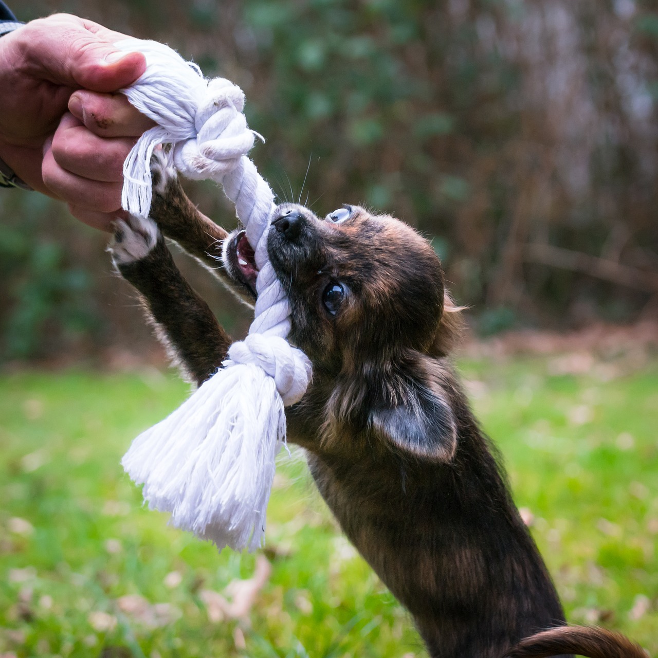 Chihuahua, Įkandimas, Lynai, Šuo, Šuniukas, Kūdikis, Žaislai, Šunų Žaislas, Žaisti, Jaunas