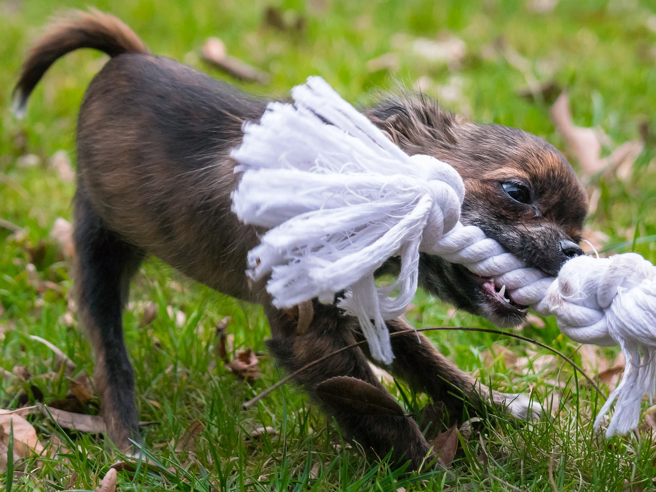 Chihuahua, Įkandimas, Lynai, Šuo, Šuniukas, Kūdikis, Žaislai, Šunų Žaislas, Žaisti, Jaunas