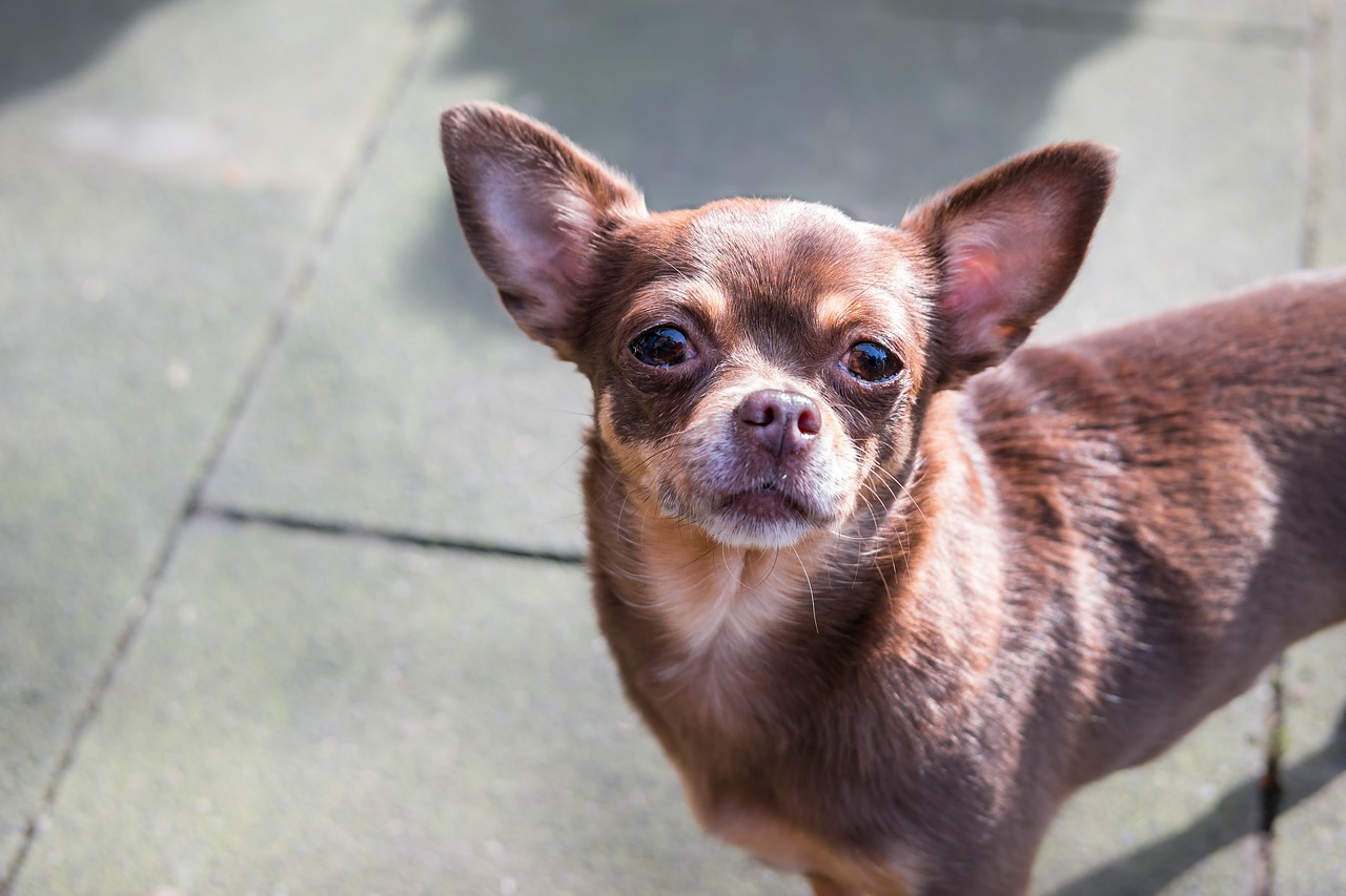 Chihuahua, Šuo, Chiwawa, Vaizdas, Atrodo, Žiūrėti, Akys, Mažas, Mažas Šuo, Naminis Gyvūnėlis