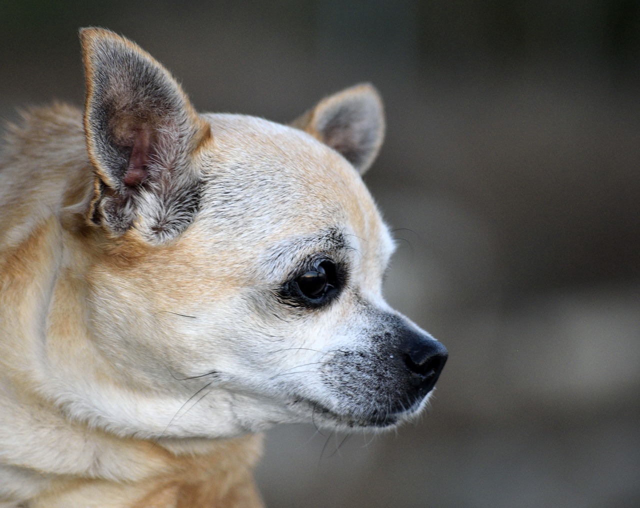 Chihuahua, Šuniukas, Šuo, Gyvūnas, Naminis Gyvūnėlis, Mielas, Šunys, Mažas, Juokinga, Veislė