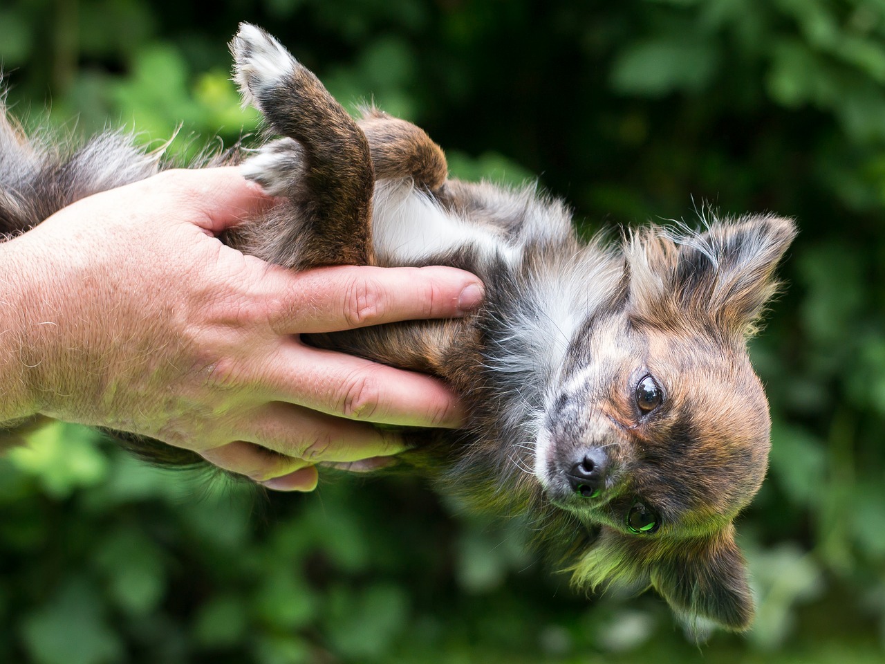 Chihuahua, Šuo, Pasitikėjimas, Šuniukas, Kūdikis, Veidas, Ranka, Turėti, Vaizdas, Atrodo