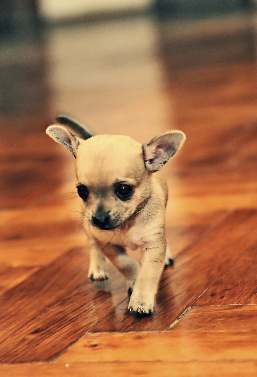 Chihuahua, Naminis Gyvūnėlis, Gyvūnas, Šuniukas, Mažas Šuo, Mažas, Saldus, Akys, Žavinga, Mažas