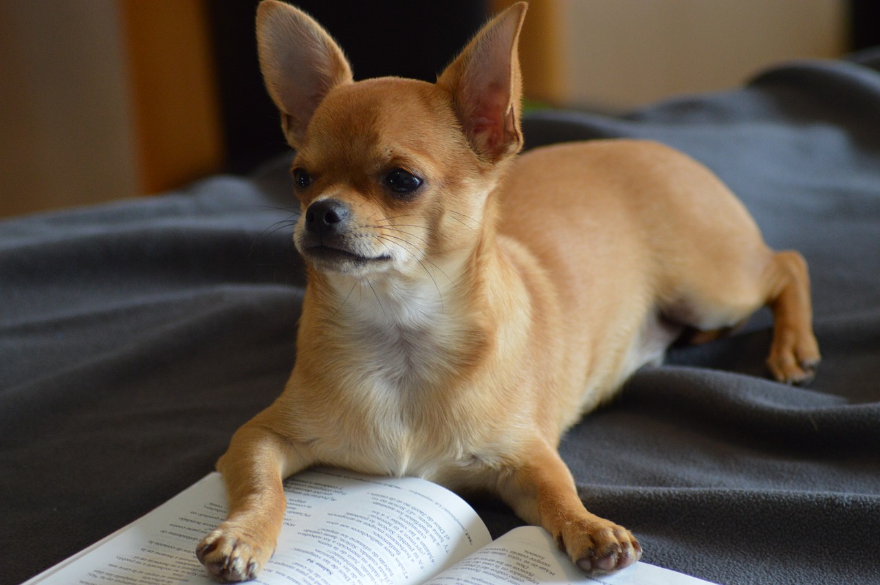 Chihuahua, Šuo, Knyga, Skaityti, Nemokamos Nuotraukos,  Nemokama Licenzija