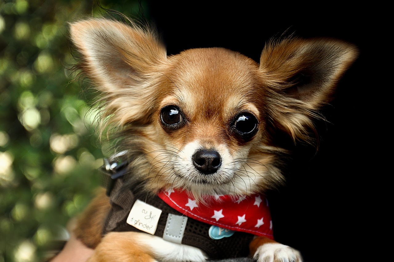 Chihuahua, Šuo, Lenktynės, Gyvūnai, Mielas, Augintiniai, Mažas, Chiwawa, Mažas Šuo, Vokiškas Ilgaplaukis Rodyklė