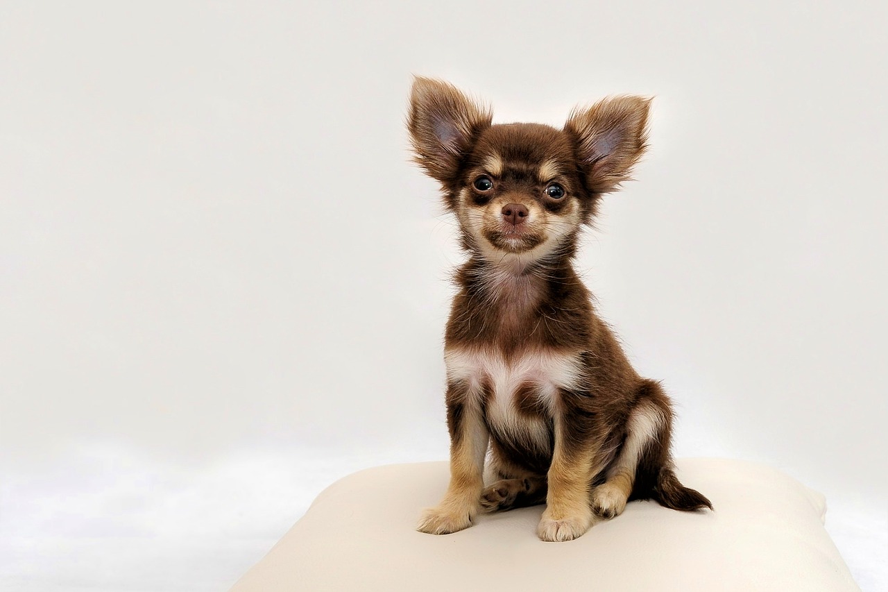 Chihuahua, Mažas Šuo, Šuo, Chiwawa, Mielas, Grynaveislis Šuo, Mažas, Nemokamos Nuotraukos,  Nemokama Licenzija