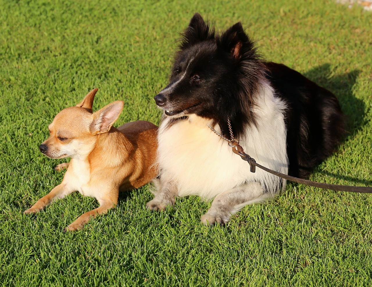 Chihuahua, Šuo, Shetlando Aviganis, Sheltie, Nemokamos Nuotraukos,  Nemokama Licenzija