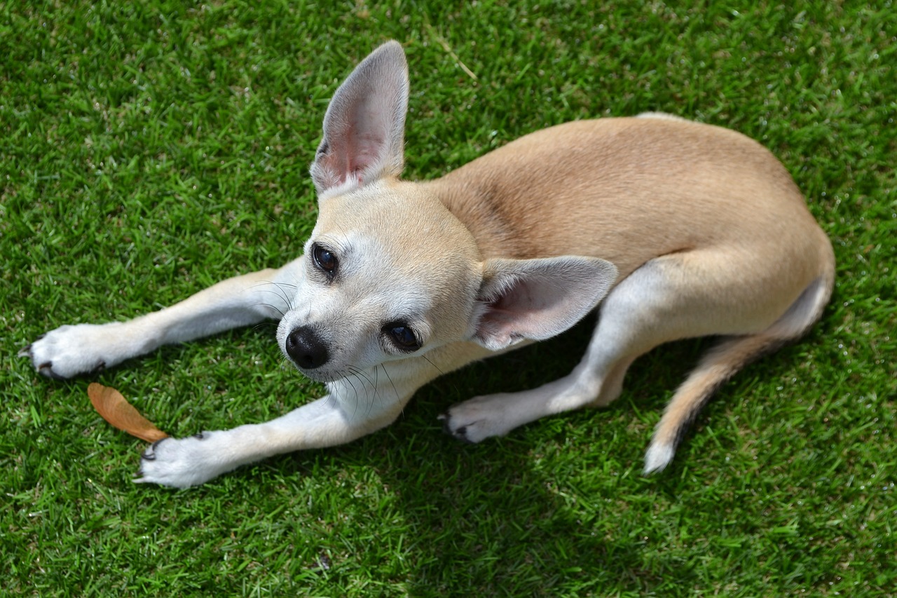 Chihuahua, Šuo, Gyvūnas, Naminis Gyvūnėlis, Nemokamos Nuotraukos,  Nemokama Licenzija