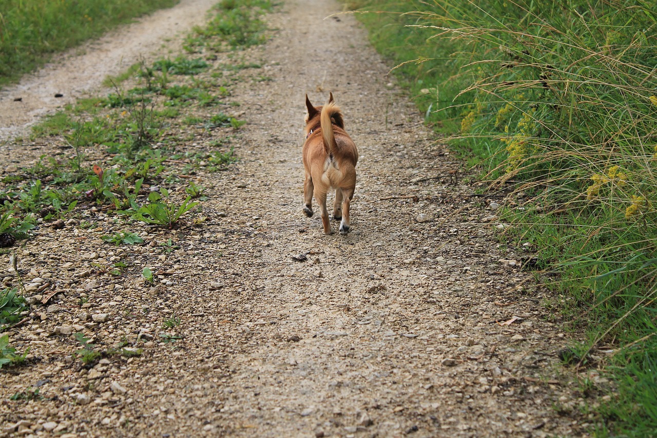 Chihuahua, Šuo, Toli, Mažas Šuo, Nemokamos Nuotraukos,  Nemokama Licenzija