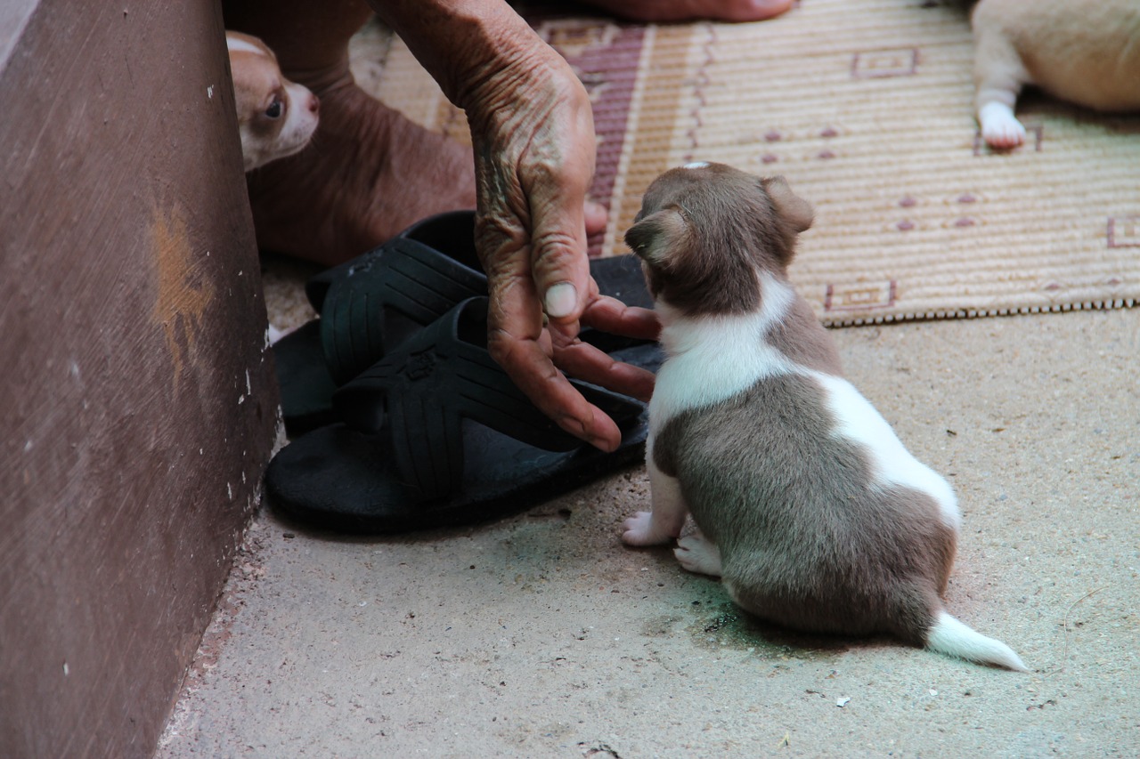 Chihuahua, Šuo, Naminis Gyvūnėlis, Veislė, Šuniukas, Gyvūnas, Mielas, Nemokamos Nuotraukos,  Nemokama Licenzija