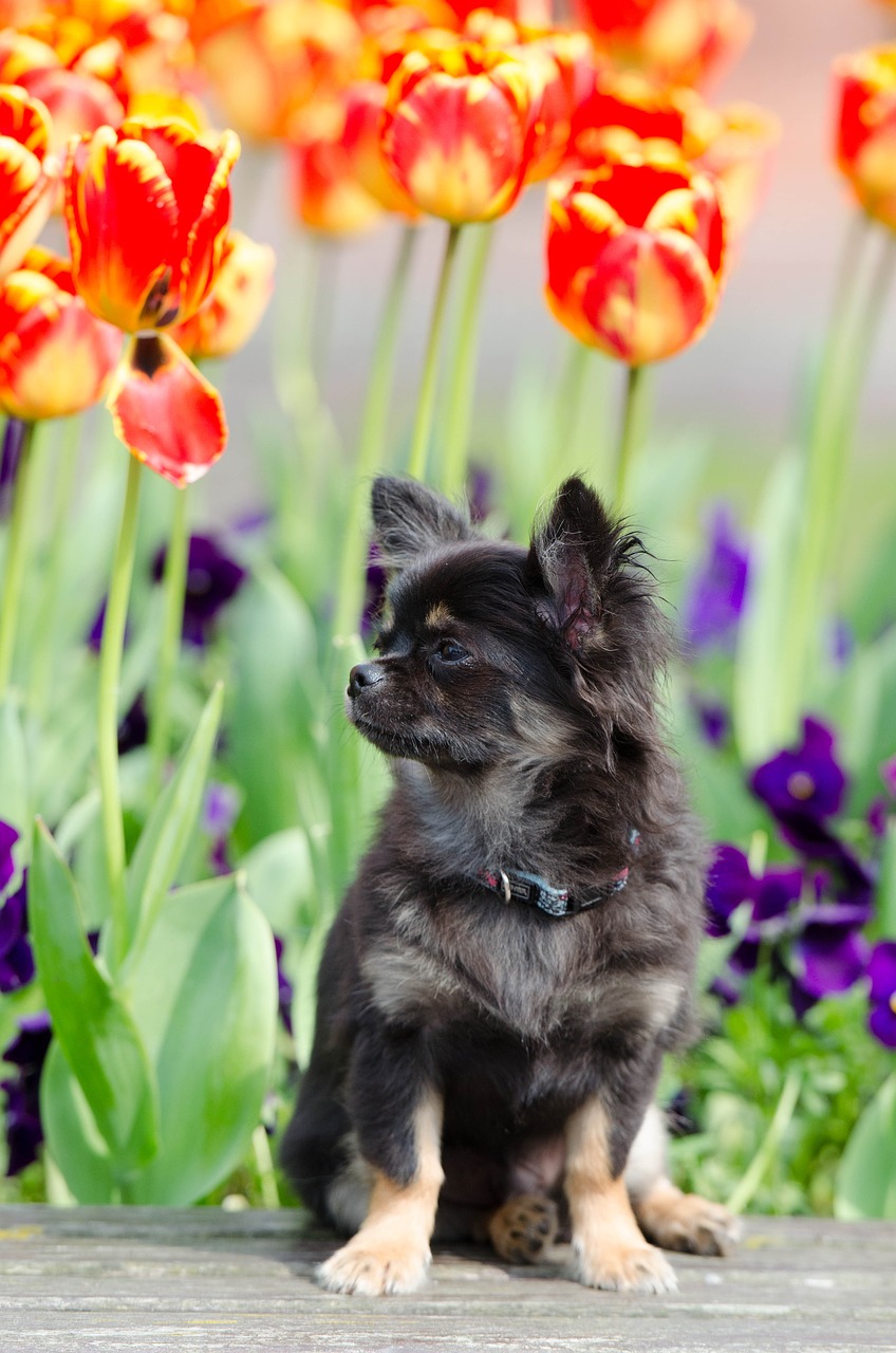 Chihuahua, Saldus, Pavasaris, Vasara, Gėlės, Nemokamos Nuotraukos,  Nemokama Licenzija