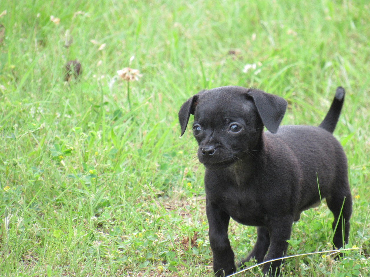 Chihuahua, Šuniukas, Šunys, Mielas, Žolė, Šuo, Naminis Gyvūnėlis, Juoda, Laukas, Lauke