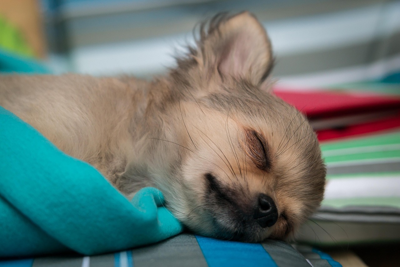 Chihuahua, Šuo, Šuniukas, Kūdikis, Miegoti, Chiwawa, Jaunas, Mielas, Mažas, Mažas Šuo
